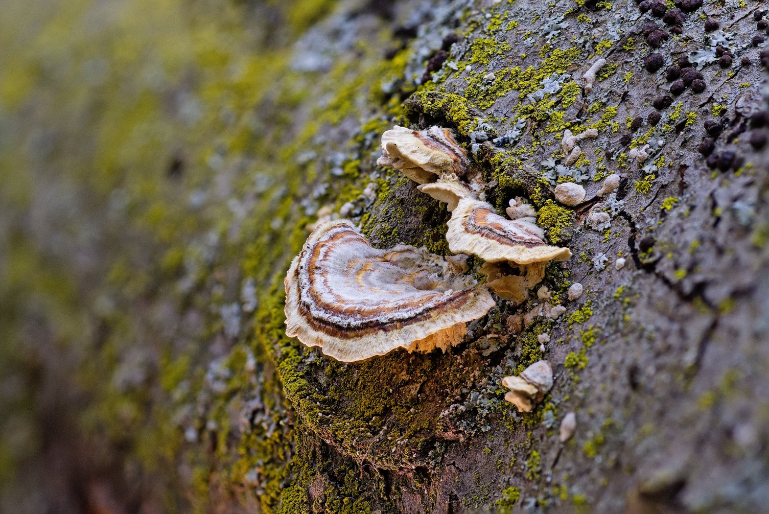A close-up macro photograph of bracket fungi (polypores) growing on mossy, lichen-covered tree bark. Several fan-shaped fungal caps display distinctive layered bands of white and brown along wavy, toothed margins, with a fuzzy white edge. Bright green moss and pale gray lichen dot the textured bark surface. The shallow depth of field blurs the soft, warm-toned background, while directional sunlight highlights the gills and textured underside of the fungi.